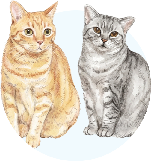 猫2匹