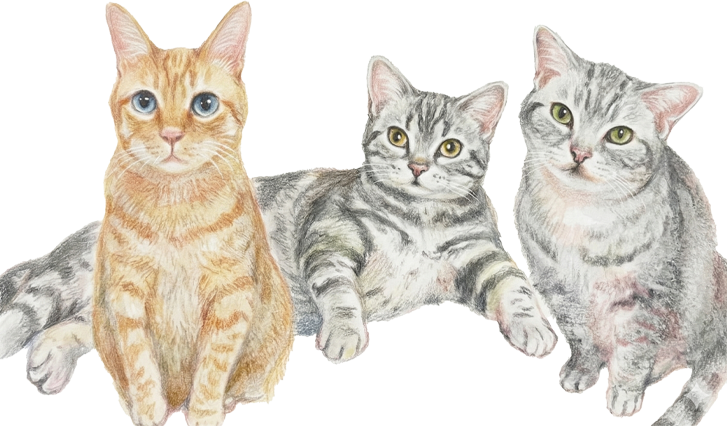 猫3匹